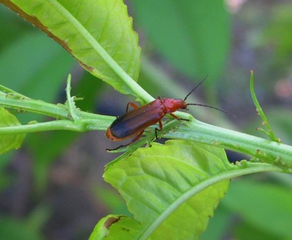 Rhagonycha fulva